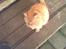 Blanding af racer simba