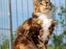 Maine Coon DK Abelone's Biki