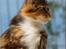 Maine Coon DK Abelone's Biki