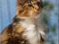 Maine Coon DK Abelone's Biki