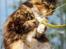 Maine Coon DK Abelone's Biki