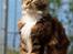 Maine Coon DK Abelone's Biki