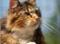 Maine Coon DK Abelone's Biki