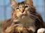 Maine Coon DK Abelone's Biki