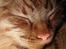 Maine Coon | Jaffe - Sovekat
