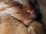 Maine Coon | Jaffe - xD