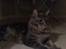 Maine Coon Gaffa