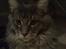 Maine Coon Gaffa