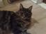 Maine Coon Gaffa