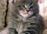 Maine Coon Gaffa