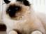Hellig Birma Chicabee´s Canoosia C´Mon - Canoosia 8 mrd. og 3 uger gammel