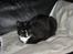 Blanding af racer Cille <3 R.I.P :´(