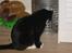 Blanding af racer Cille <3 R.I.P :´(