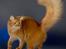 Somali Dushara Simba Sam