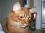 Somali Dushara Simba Sam
