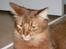 Somali Dushara Simba Sam