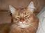 Somali Dushara Simba Sam