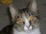 Huskat Hemmi * R.I.P *  † - verdens dejligeste kat.