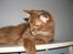 Somali Dushara Simba Sam