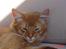 Somali Dushara Simba Sam