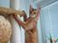 Somali Dushara Simba Sam