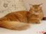 Somali Dushara Simba Sam