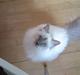 Hellig Birma DK Silky Heart Aisha