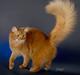 Somali Dushara Simba Sam