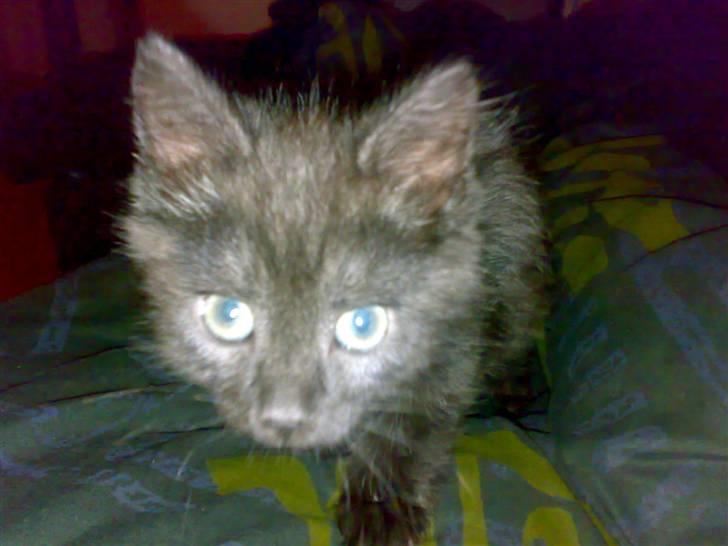 Blanding af racer Gimli - på vej op for at drille igen igen ;) billede 13