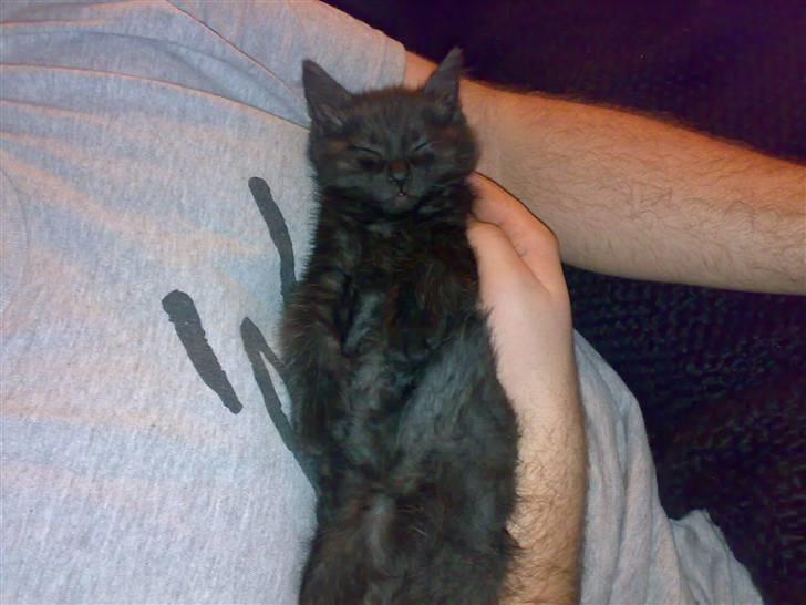 Blanding af racer Gimli - tager lige en lur hos far ;) billede 14