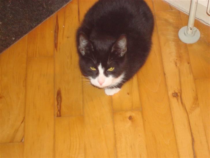 Huskat LilleMis - jeg er lille og du er stor billede 19