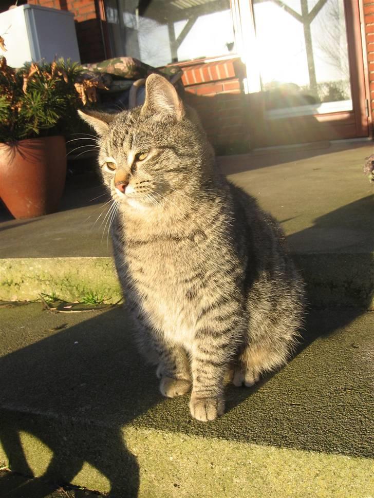 Huskat Whiskas billede 4