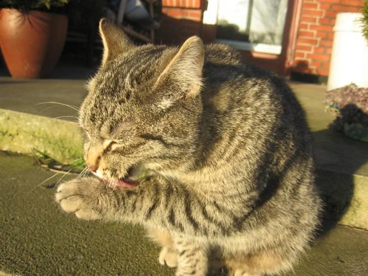 Huskat Whiskas billede 5