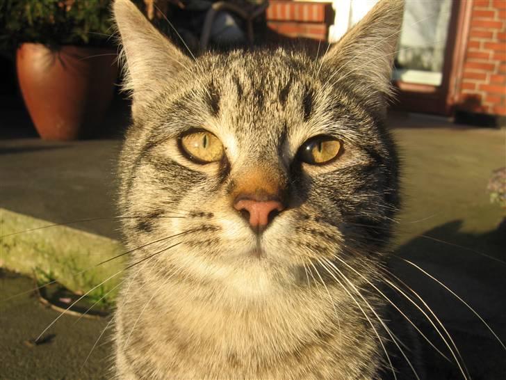 Huskat Whiskas billede 6