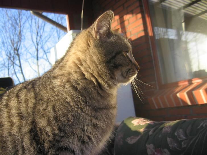 Huskat Whiskas billede 7