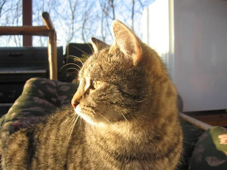 Huskat Whiskas billede 8