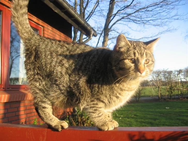 Huskat Whiskas billede 9