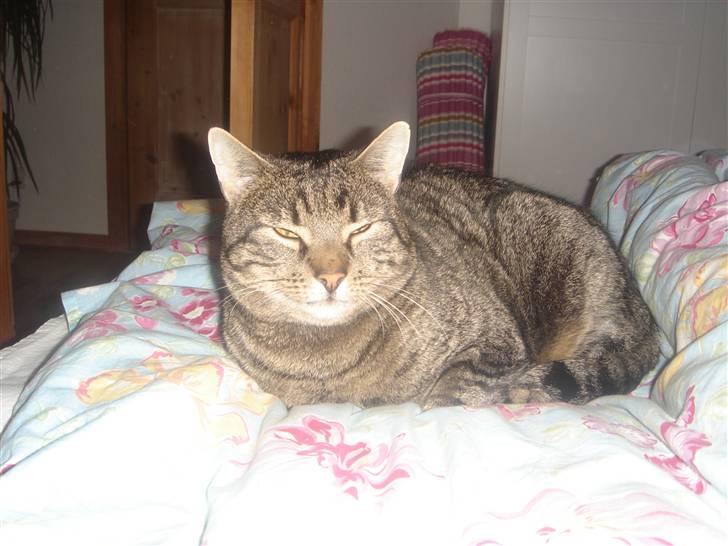 Huskat felix billede 9