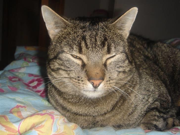 Huskat felix billede 10