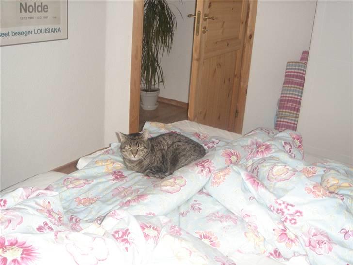 Huskat felix billede 11