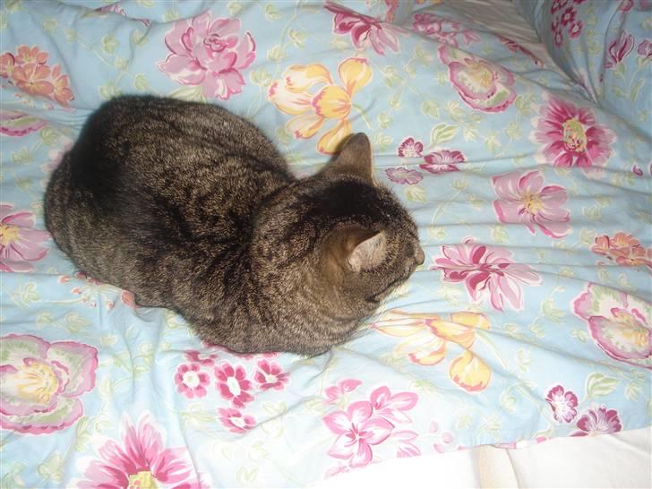 Huskat felix billede 12