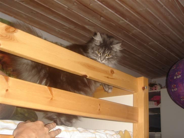 Maine Coon minni billede 18