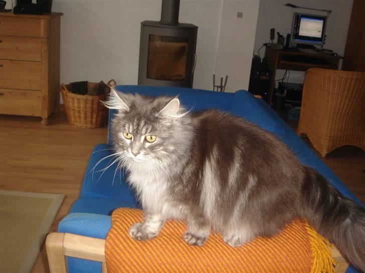 Maine Coon minni billede 19