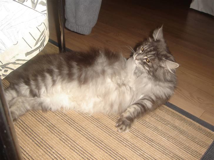 Maine Coon minni billede 20