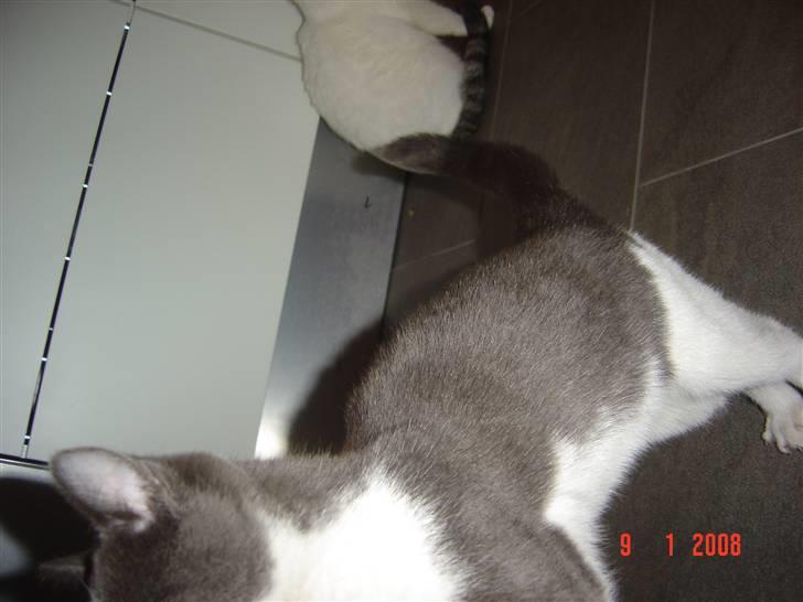 Huskat Zeb R.I.P :( - Zeb leger hest det er sjovt at stejle  :D billede 13