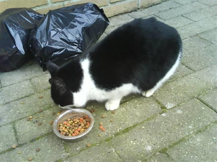 Huskat Lille-mis billede 8