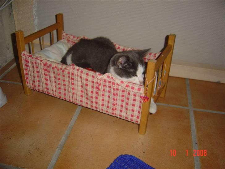 Huskat Zeb R.I.P :( - lige en lur i sin dejlige seng <3<3<3 billede 14