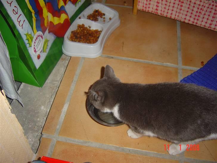 Huskat Zeb R.I.P :( - og så lige en tår vand efter  en hård dag <3<3 billede 15