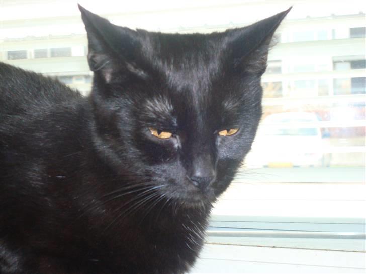 Huskat Nunu - det ver bedder billede 2