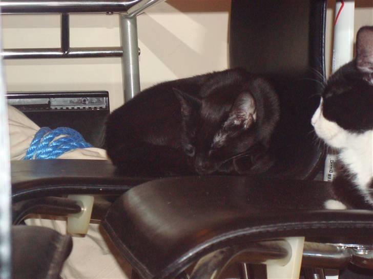 Huskat Nunu - kom da tetter på billede 6